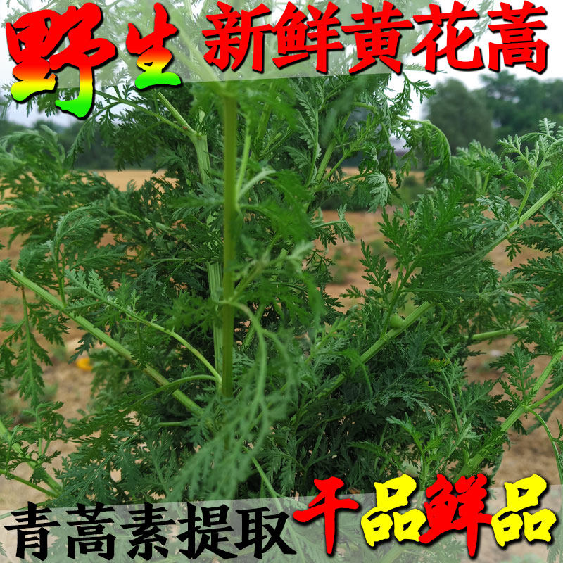 山野新鲜黄蒿青蒿草干品苦蒿中药材新货桐臭蒿子泡澡黄花蒿可磨粉