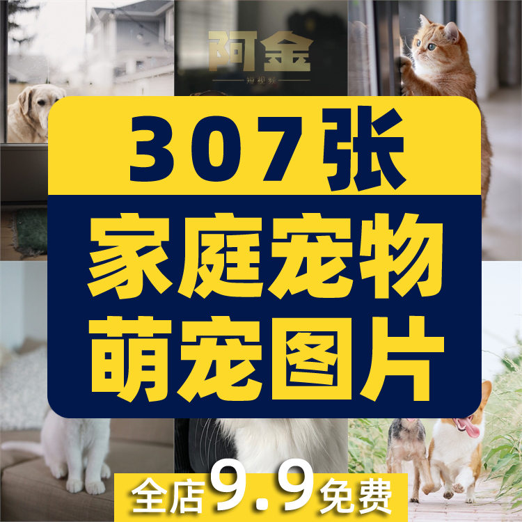 家庭宠物萌宠猫咪狗狗猫咪可爱搞笑高清图片照素材抖音快手自媒体