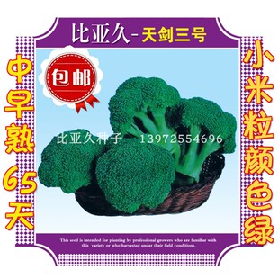 天剑三号花椰菜种子中早熟65天西兰花耐寒耐热青花菜小米粒颜色绿