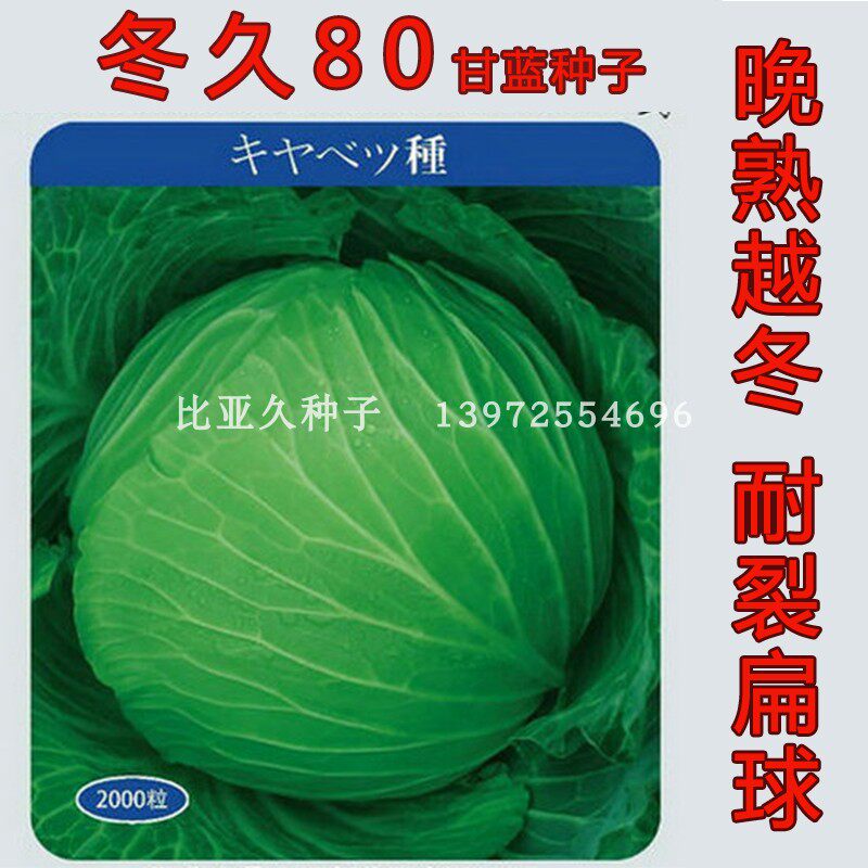 冬久80甘蓝种子晚熟越冬耐寒高产耐储运包菜叶球扁圆2千粒包邮