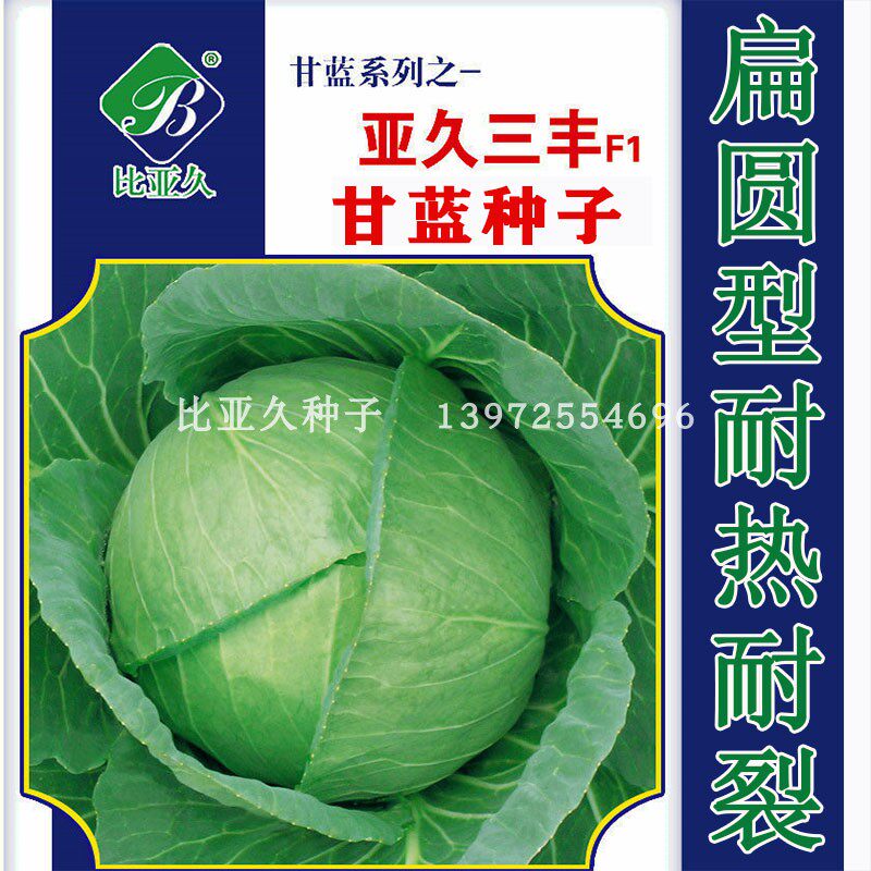 亚久三丰f1进口耐热甘蓝种子耐裂球扁球包菜高产蔬菜2千粒装包邮