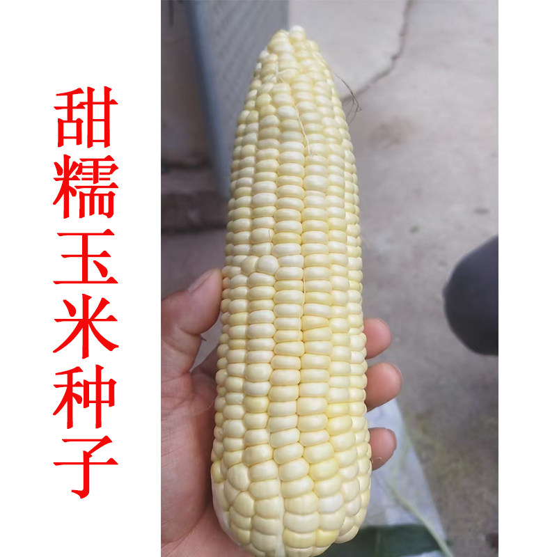 白色甜糯玉米种子口感软糯香甜