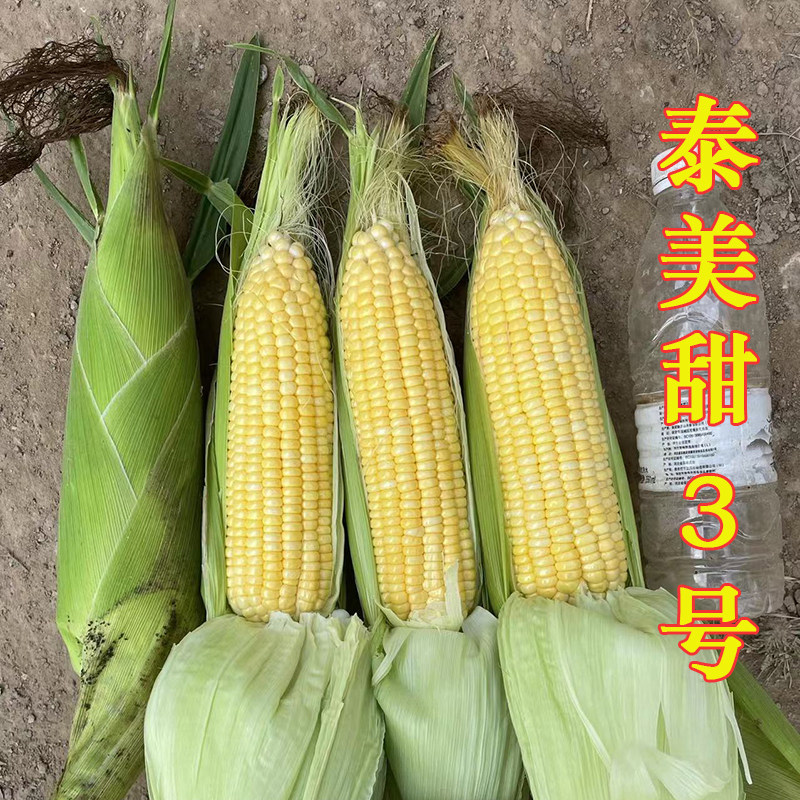 泰美甜3号甜玉米种子非转基因泰系大棒型皮薄无渣产量高抗病抗倒