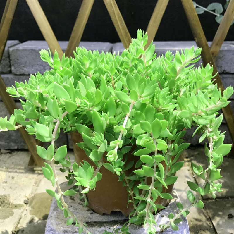 正宗垂盆草中药草盆栽可食用养肝护肝吊篮垂腾植物狗牙瓣草