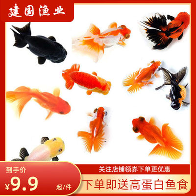 锦狮 相关商品 价格 图片 优惠券 锦狮相关淘宝天猫折扣查询 淘优券