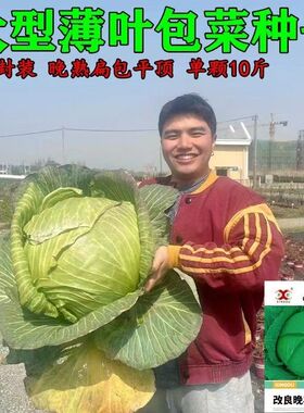 包菜种子甘蓝种子平头扁包晚熟莲花白籽耐寒四季包菜籽茴子白菜种