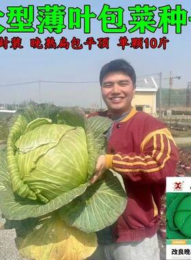 晚熟平头包菜甘蓝种子可长十斤