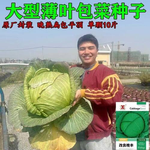 晚熟平头包菜甘蓝种子可长十斤