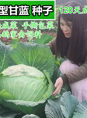包包菜种子白菜甘蓝菜种子莲花白茴子白大头菜秋冬播蔬菜种孑高产