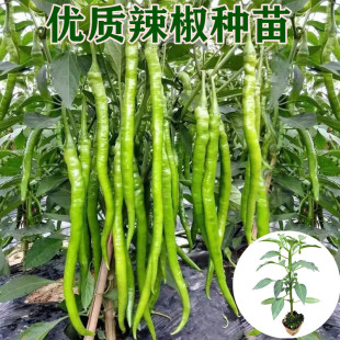 杭椒种苗辣椒苗子带原育苗土秧苗四季种植食用青椒牛角椒菜椒线椒