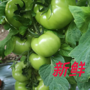 青西红柿绿柿子普罗旺斯大青番茄青皮柿炒菜现摘农家自种新鲜蔬菜