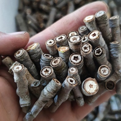 红星杨红军杨红五角星杨树枝镇宅喜庆平安红心杨树枝学生儿童手工