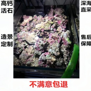 免爆藻活石新鲜高钙深海片状海水过滤鱼缸珊瑚缸多孔微生物造景石