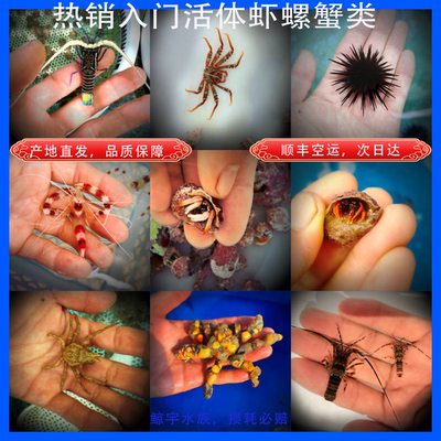 海水寄居蟹虾除燥清洁工产地直发