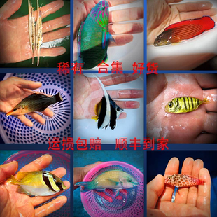 刀片鱼黑白羽毛关刀神像艳红包公黄狐狸鸭嘴龙珊瑚观赏活海水鱼缸