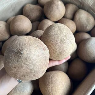 印度海椰皇干椰子整个新鲜椰肉切条煲汤500g当季带皮大椰皇果炖鸡