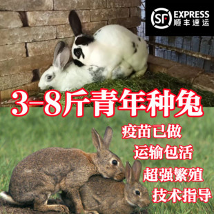兔子活物3-8斤新西兰比利时大型成青年肉兔种兔好养活可繁殖食用