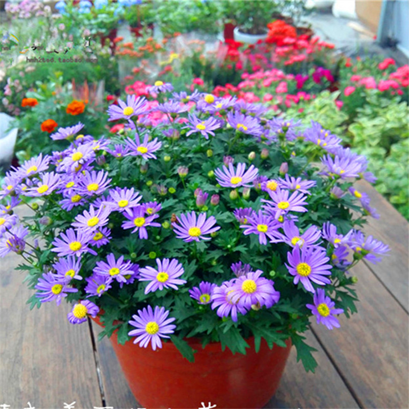 朝雾草银香菊绵杉菊银叶菊姬小菊盆栽花苗带花苞发货耐寒阳台花园