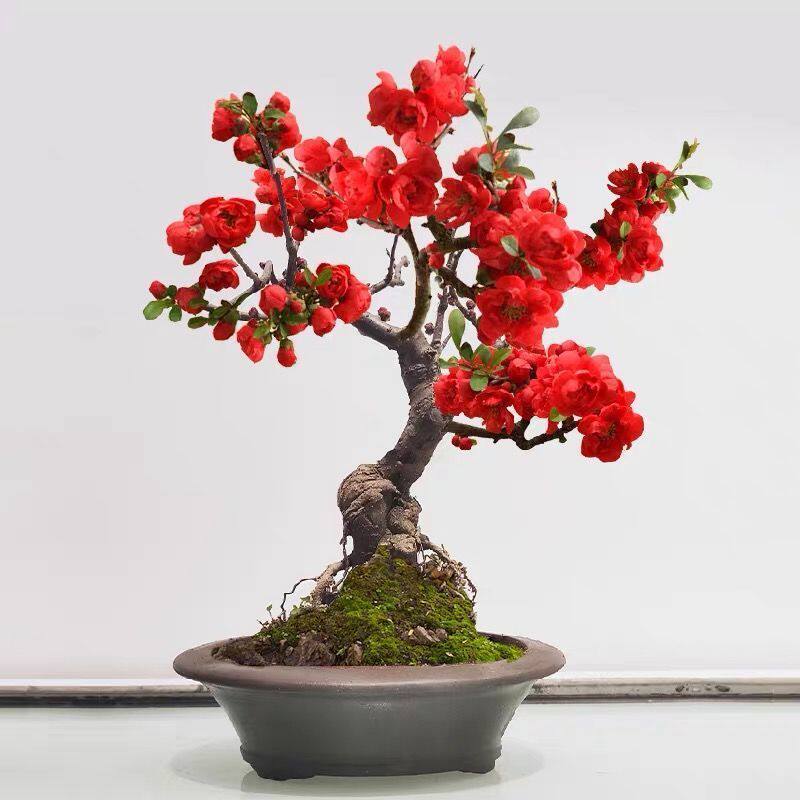 造型西府海棠花盆栽木瓜海棠庭院阳台绿植物室内花卉多年生木本