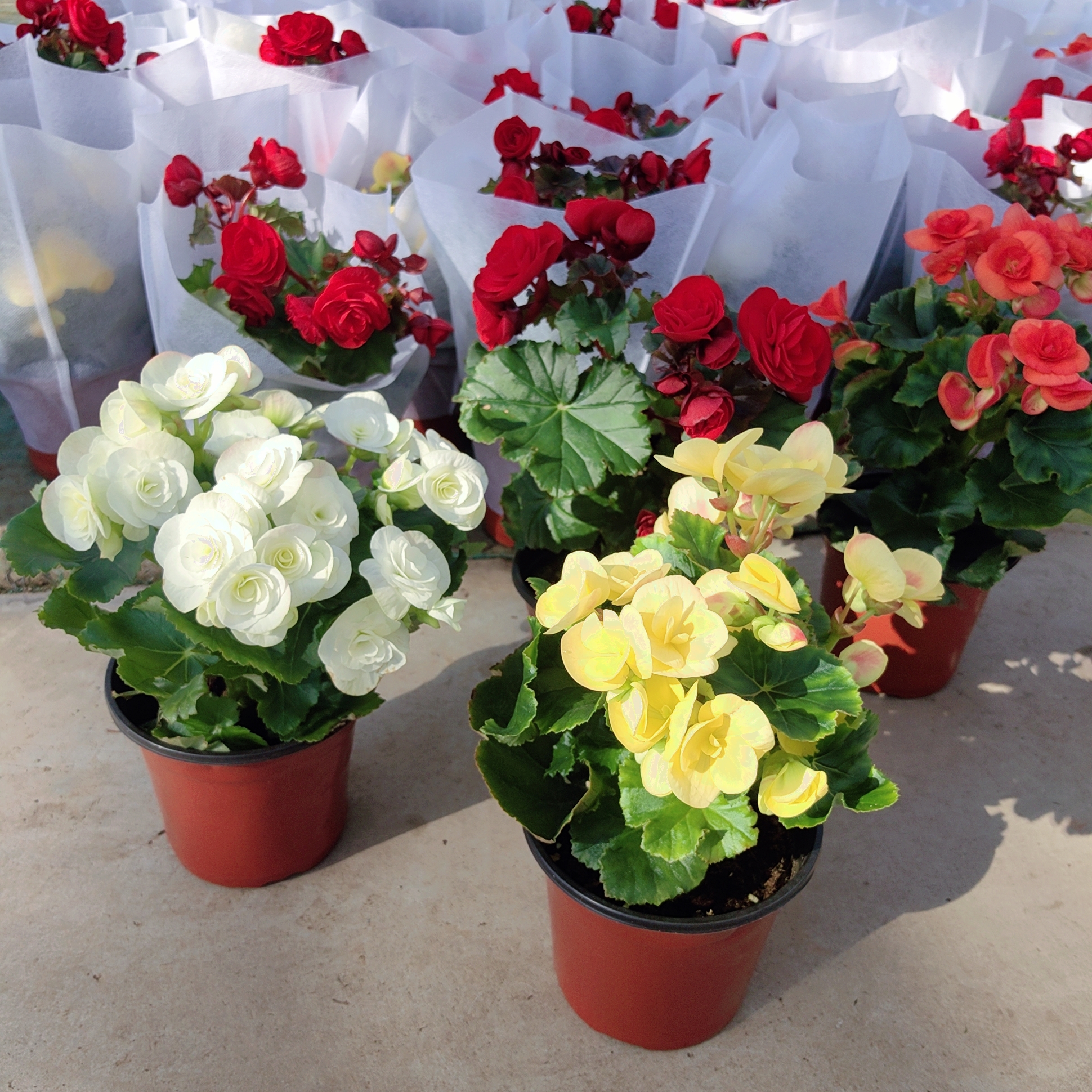 玫瑰丽格海棠花比格玻璃翠盆栽阳台花园室内带花发货多肉植物包邮