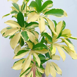 八角金盘花叶熊掌木鸭脚木彩叶鸭掌柴发财树室内阳台四季常青包邮