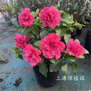 大花朱槿木瑾花锦葵盆栽扶桑牡丹木芙蓉阳台庭院花园多年生木本