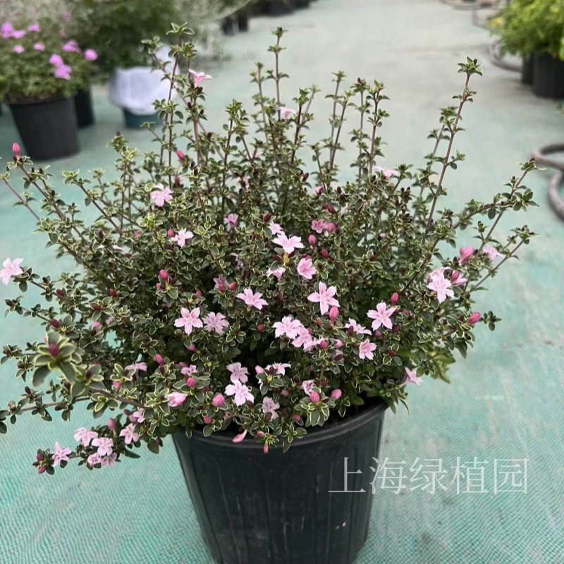 六月雪野丁香花盆栽粉色白色盆景花庭院道路绿化工程苗好养护耐寒