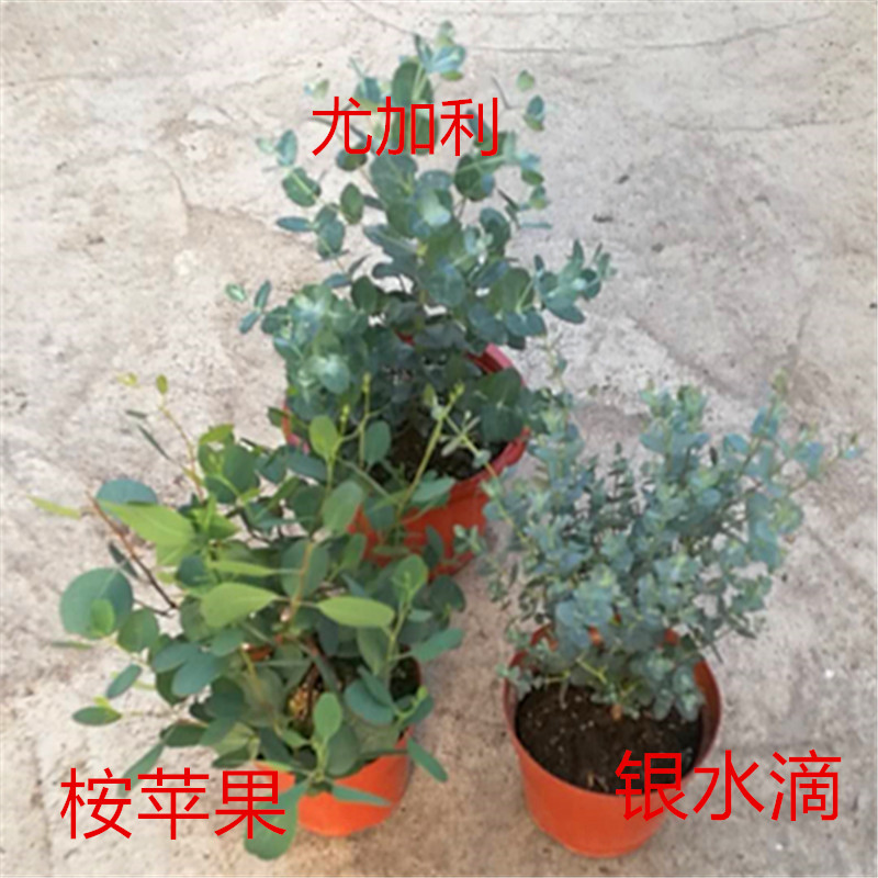 观叶尤加利盆栽植物进口绿植花卉