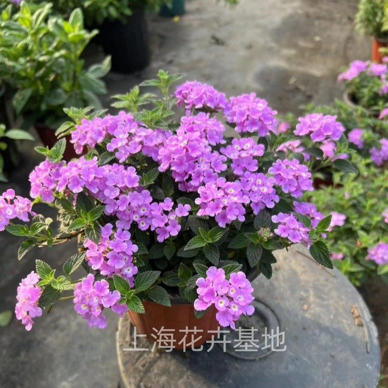 蔓藤马缨丹五色梅盆栽苗耐干耐热耐高温暴晒花园阳台花期长花量大