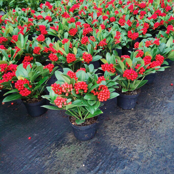 进口包邮好运盆栽荷兰红红火火红玉珠连连吉庆大苗果成品吉祥植物