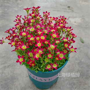 进口虎耳草 舞动精灵 大文字草桌面盆栽稀有花卉耐阴耐寒耐热植物