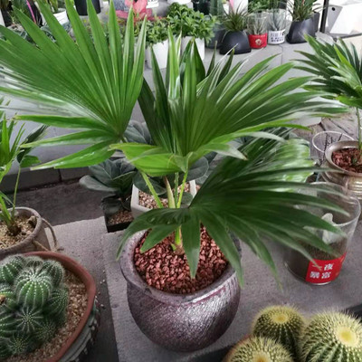 蒲葵盆栽绿植植物耐寒吸甲醛包邮