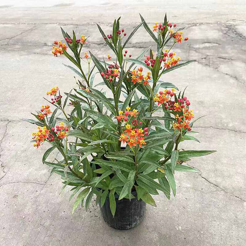 马利筋金凤花尖尾凤莲生桂子花芳草花多年生宿根亚灌木状元红红袍