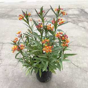 马利筋金凤花尖尾凤莲生桂子花芳草花多年生宿根亚灌木状元红红袍