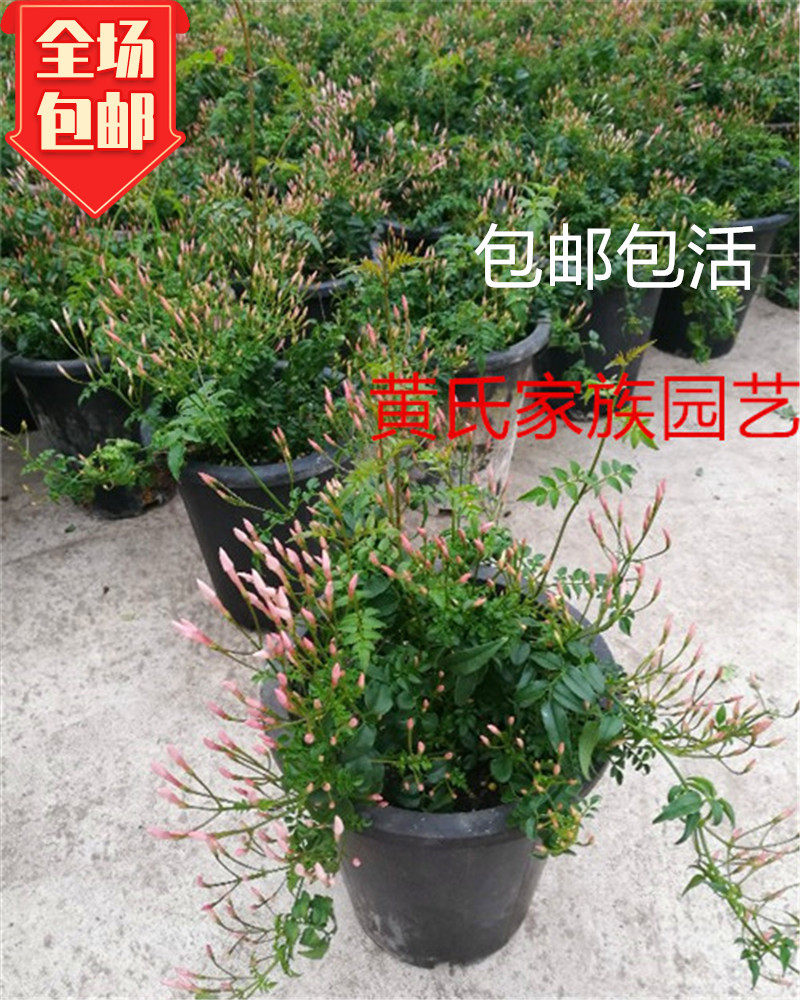 素馨花鸡爪花丁香花盆栽阳台庭院花卉多年生木本芳香植物爬藤包邮