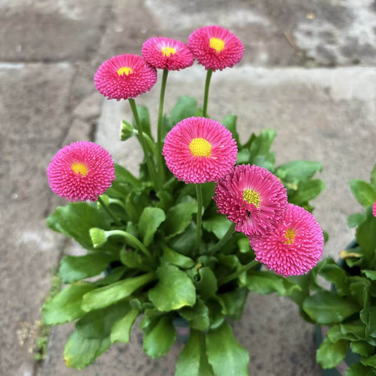 耐寒小雏菊盆栽带花发 红色小雏菊 可爱杨梅球菊庭院阳台盆栽花卉