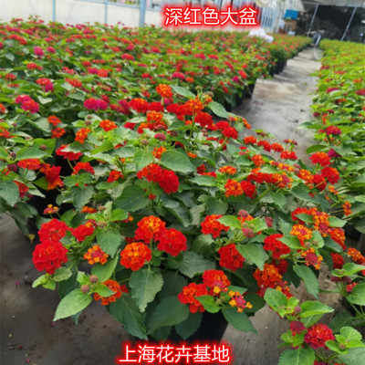 蔓藤马樱丹五色梅阳台花园耐热