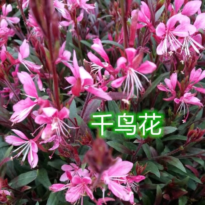 千鸟花白蝶花白桃花山桃草盆栽花耐-30度的低温植物成品花苗包邮