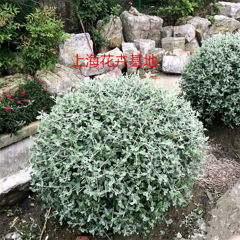 水果兰盆栽水果蓝花卉绿植多年生耐寒耐热蓝色叶片花镜绿化植物