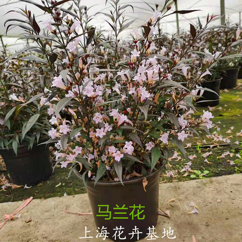 马蓝花苗马兰花盆栽紫色叶常绿灌木四季常青植物耐寒耐热带花包邮