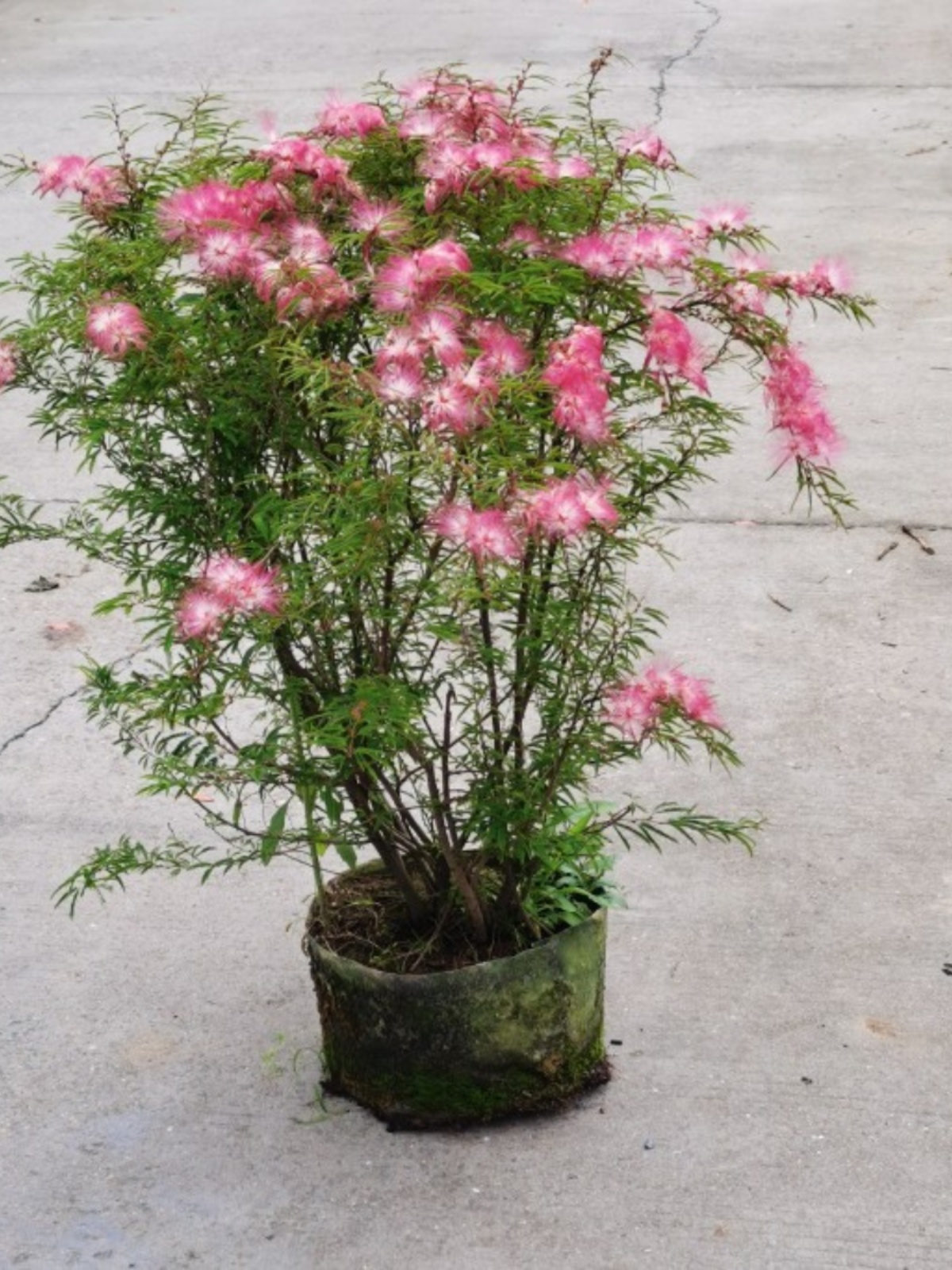 合欢花盆栽树苗粉扑花绒树花多年生常绿耐寒耐热花园阳台包邮包活