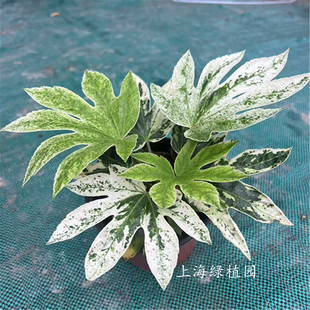 花叶锦叶八角金盘锦 进口室内阳台ins网红盆栽北欧风绿植观叶耐阴