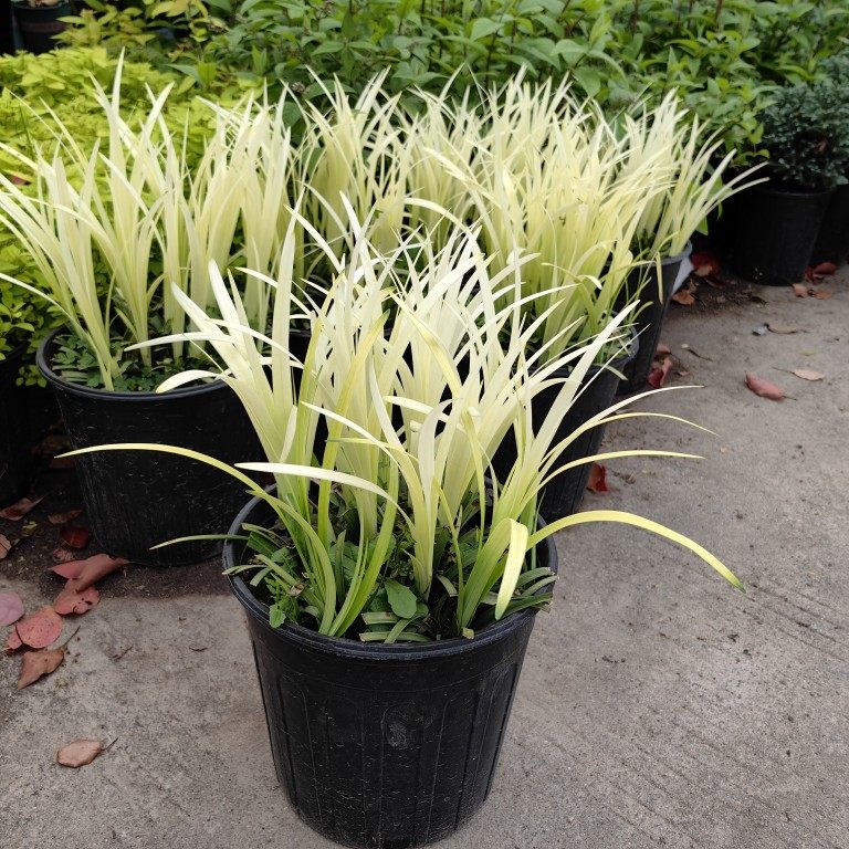 英国山麦冬纯金啤酒 沿阶草 四季常绿麦冬 耐荫 多年生观赏草包邮