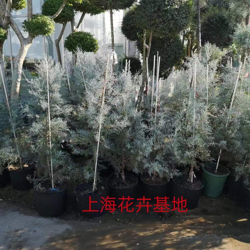 蓝冰柏蓝侧柏蓝剑柏猫头鹰柏盆栽苗柏树花柏常绿植物耐寒耐冻包邮