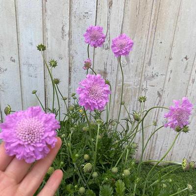 多年生观花盆栽四季带花耐冻耐热