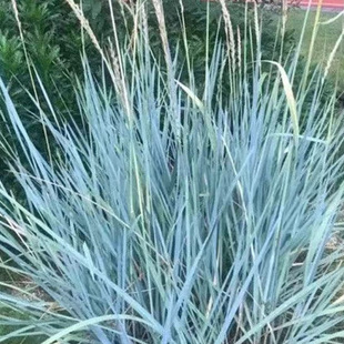 观赏草蓝冰麦蓝灰叶片蓝滨麦盆栽庭院花镜植物多年生挺水耐寒耐热