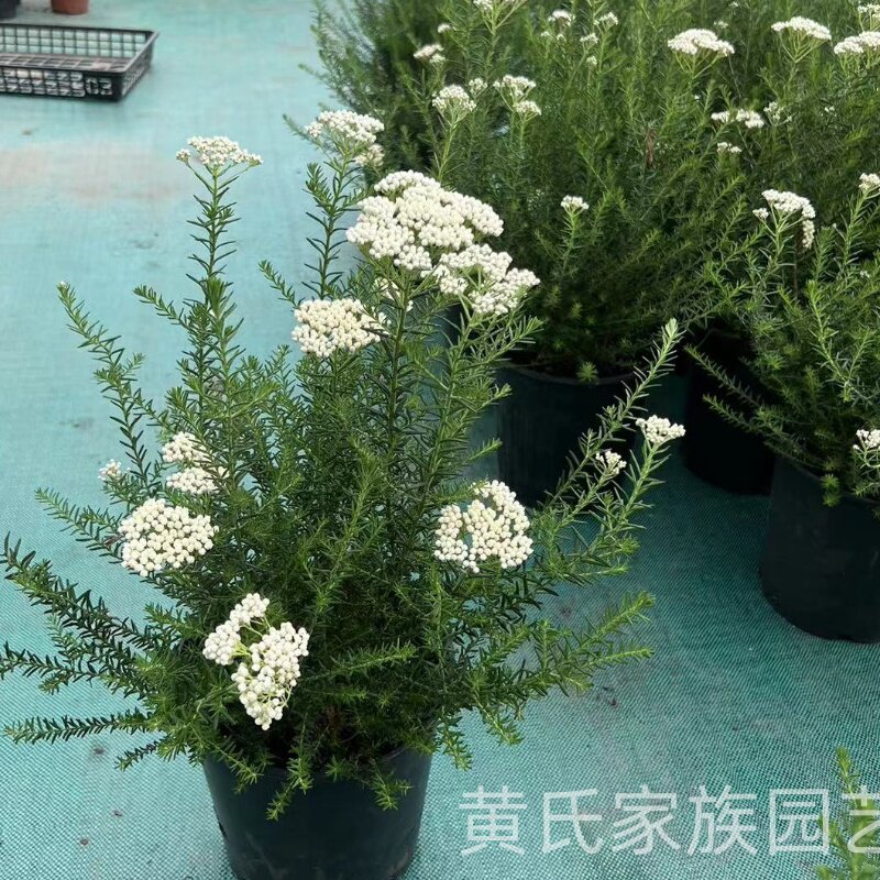 澳洲米雪花盆栽 米雪花千叶嗜庭院阳台多年生常绿灌木花镜耐寒