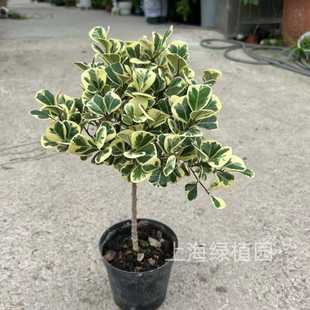 泰国牛奶榕 心叶榕,爱心榕老桩,,三角锦榕阳台室内花叶橡皮榕盆栽