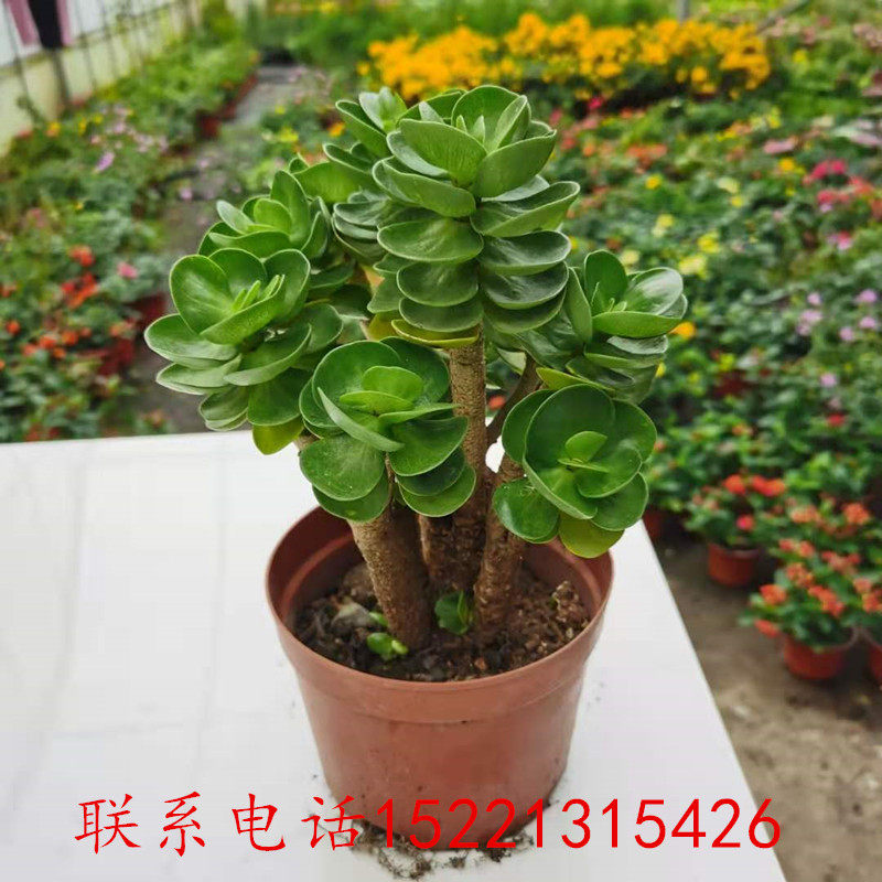 木万重山多肉树钱多多微景观办公室四季常绿盆栽绿植花卉