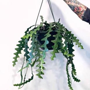 鱼骨令箭多肉植物稀有品种仙人掌科花卉盆栽室内四季好养锯齿昙花